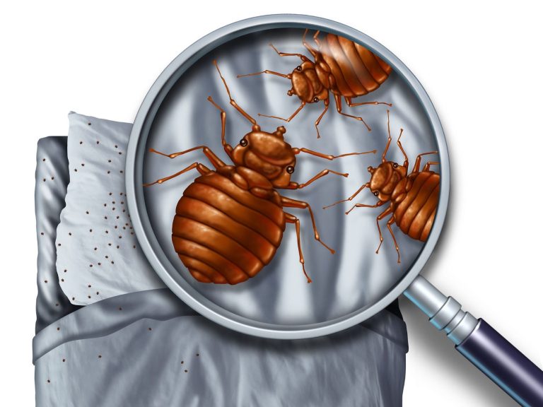 loupe inspectant une literie infestée de punaises de lit